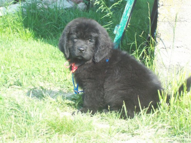 Фото: ньюфаундленд Jivaya Legenda (Живая Легенда)