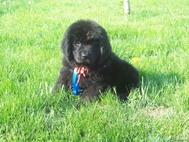 Фото: ньюфаундленд Jivaya Legenda (Живая Легенда)