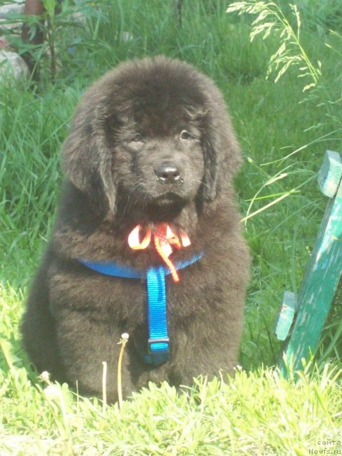 Фото: ньюфаундленд Jivaya Legenda (Живая Легенда)