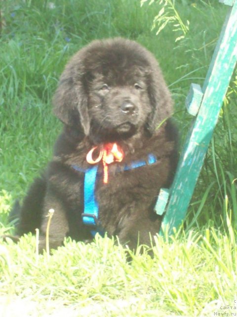 Фото: ньюфаундленд Jivaya Legenda (Живая Легенда)