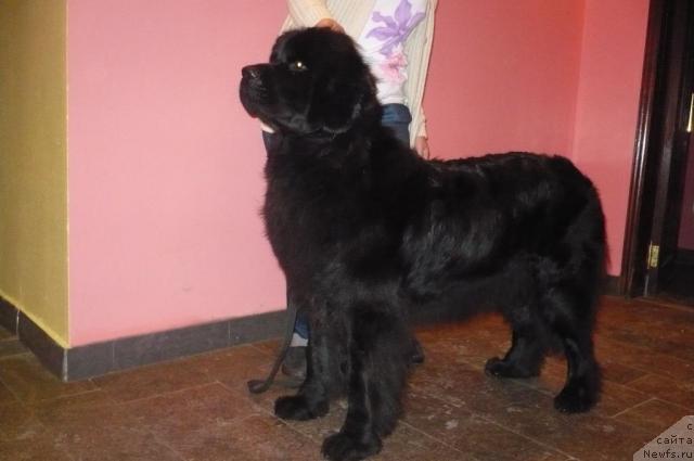 Фото: ньюфаундленд Amina Anita (Амина Анита)