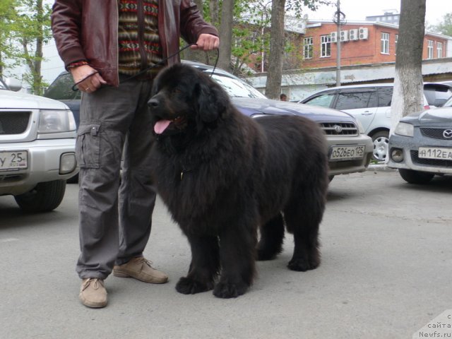 Фото: ньюфаундленд Serafima Skazochnaya Feya (Серафима Сказочная Фея)