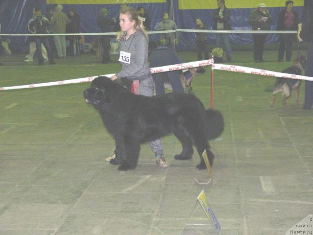 Фото: ньюфаундленд O Black Diamond Little Bear (О Блек Диамонд Литтл Беар), Andrey Ivashov (Андрей Ивашов)