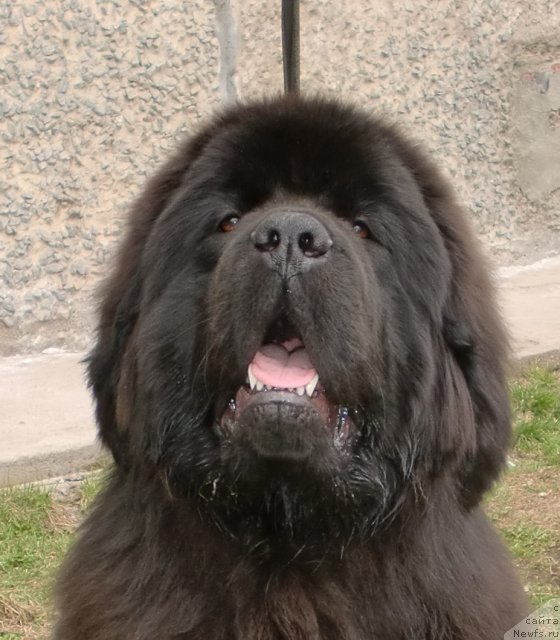 Фото: ньюфаундленд Ih Vyisochestvo Giacinta Briz (Их Высочество Гиацинта Бриз)