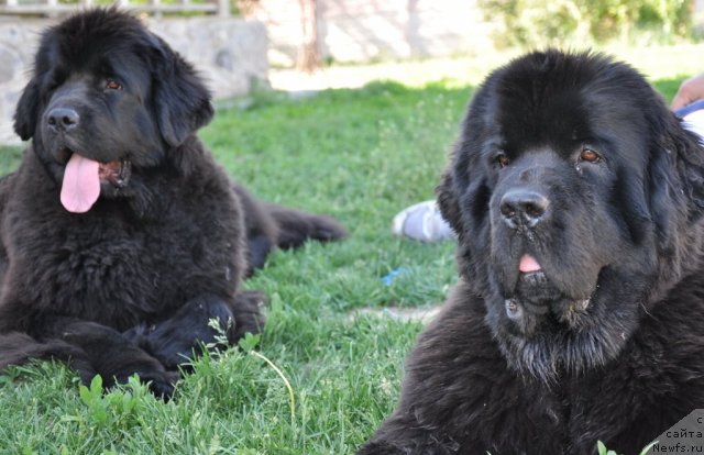 Фото: ньюфаундленд Beguschaya po Volnam Hasta la Vista (Бегущая по Волнам Хаста ла Виста), ньюфаундленд Beguschaya po Volnam Regatta Katti Sark (Бегущая по Волнам Регатта Катти Сарк)