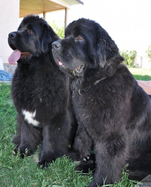 Фото: ньюфаундленд Beguschaya po Volnam Hasta la Vista (Бегущая по Волнам Хаста ла Виста), ньюфаундленд Beguschaya po Volnam Regatta Katti Sark (Бегущая по Волнам Регатта Катти Сарк)