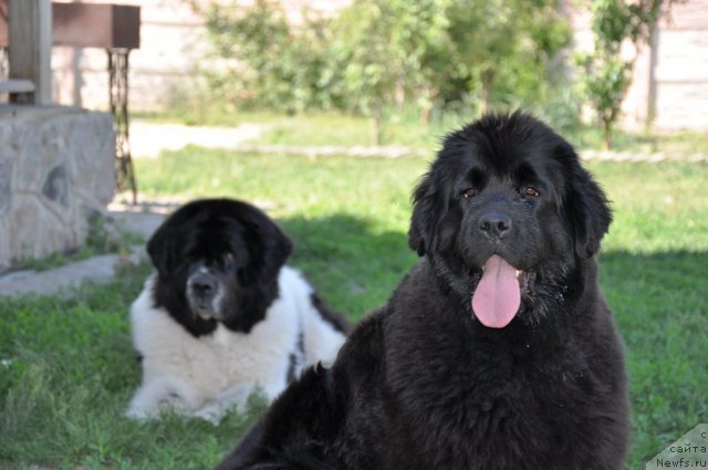 Фото: ньюфаундленд Beguschaya po Volnam Regatta Katti Sark (Бегущая по Волнам Регатта Катти Сарк), ньюфаундленд Marshal Sharm of Bon Pari (Маршал Шарм оф Бон Пари)