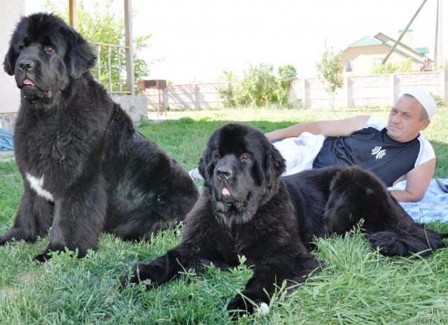 Фото: ньюфаундленд Beguschaya po Volnam Hasta la Vista (Бегущая по Волнам Хаста ла Виста), ньюфаундленд Beguschaya po Volnam Regatta Katti Sark (Бегущая по Волнам Регатта Катти Сарк)