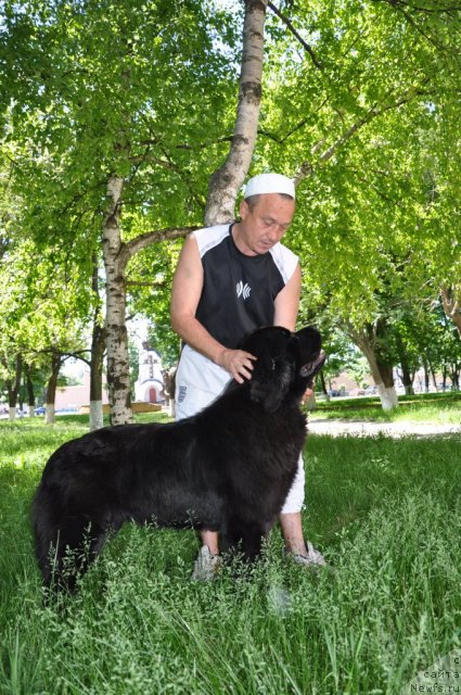 Фото: ньюфаундленд Beguschaya po Volnam Hasta la Vista (Бегущая по Волнам Хаста ла Виста)