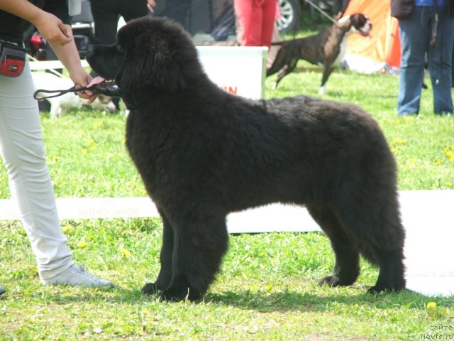 Фотография № 68139