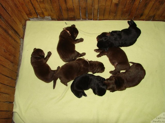 Фото: ньюфаундленд Amulet Lyubvi i Schastya (Амулет Любви и Счастья), ньюфаундленд Izabett (Изабетт)