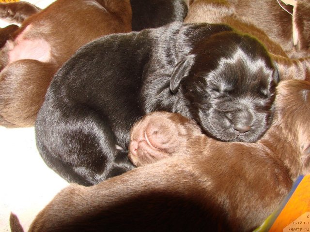 Фото: ньюфаундленд Amulet Lyubvi i Schastya (Амулет Любви и Счастья), ньюфаундленд Izabett (Изабетт)