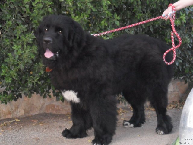 Фото: ньюфаундленд Pitern'yuf CHao-Kakao (Питерньюф Чао-Какао)
