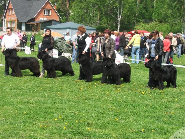 Фото: ньюфаундленд Cayuga Mescalero