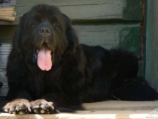 Фото: ньюфаундленд Berta (Берта)