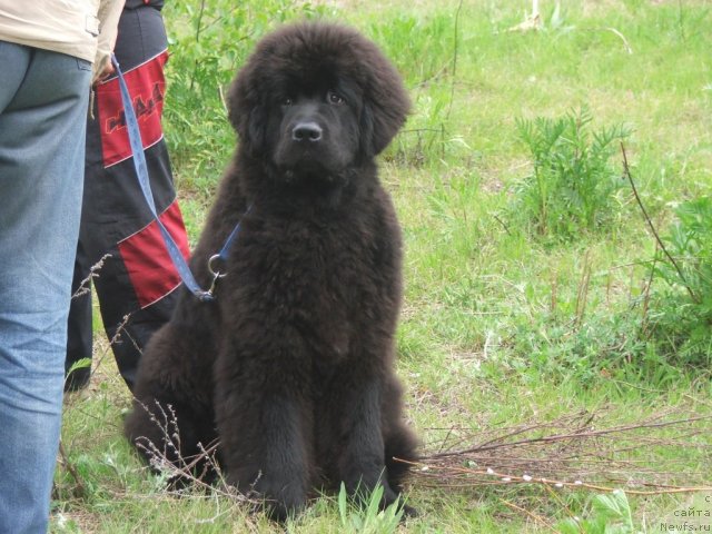 Фотография № 68196