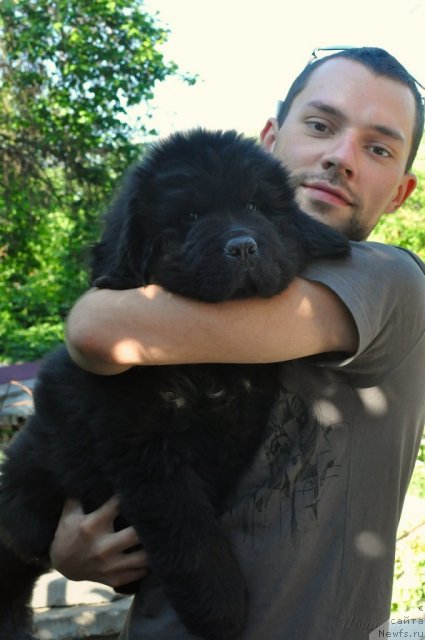 Фото: ньюфаундленд Beguschaya po Volnam Zodiak (Бегущая по Волнам Зодиак)