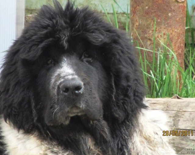 Фото: ньюфаундленд Super Bizon Ekaterinburg (Супер Бизон Екатеринбург)