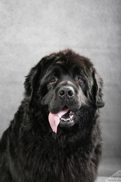 Фото: ньюфаундленд Vein Vest