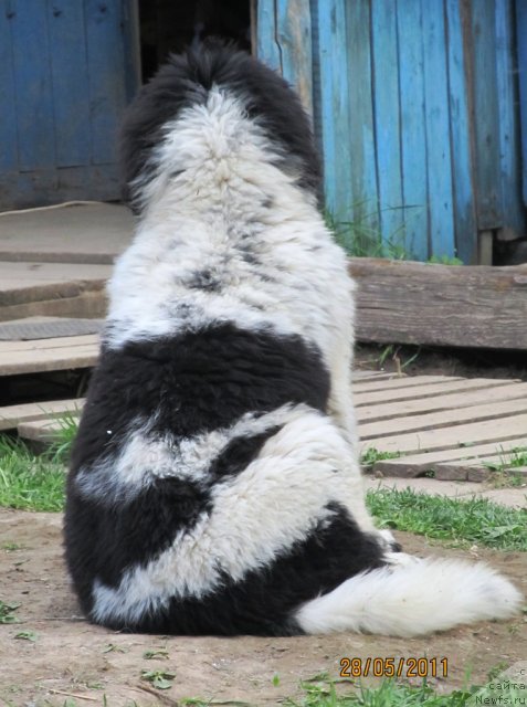 Фото: ньюфаундленд Super Bizon Ekaterinburg (Супер Бизон Екатеринбург)