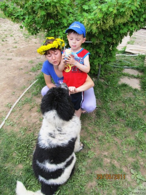 Фото: Irina Nistratova (Ирина Нистратова), ньюфаундленд Super Bizon Ekaterinburg (Супер Бизон Екатеринбург), Славяшка