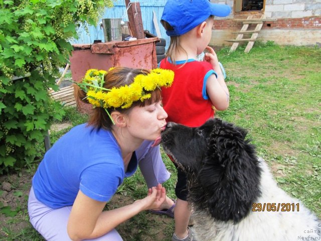 Фото: ньюфаундленд Super Bizon Ekaterinburg (Супер Бизон Екатеринбург)