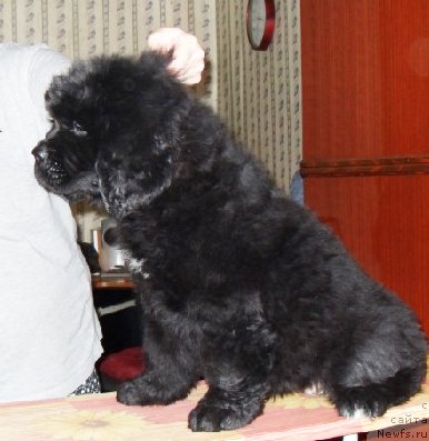 Фото: Бегущая по волнам ЗЕФИРИН ДРУЭН