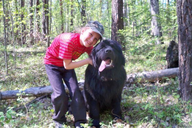 Фото: ньюфаундленд Smigar Volna Uspeha (Смигар Волна Успеха)