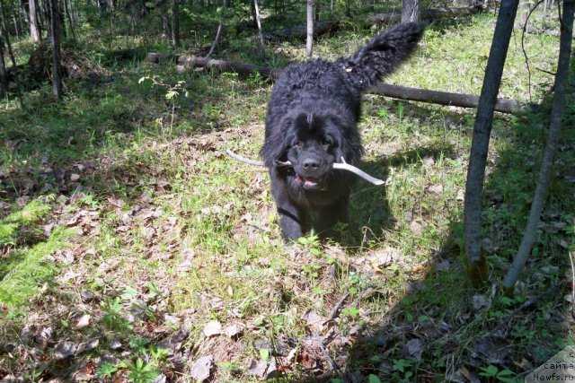 Фото: ньюфаундленд Smigar Volna Uspeha (Смигар Волна Успеха)