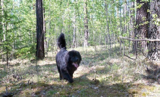 Фото: ньюфаундленд Smigar Volna Uspeha (Смигар Волна Успеха)