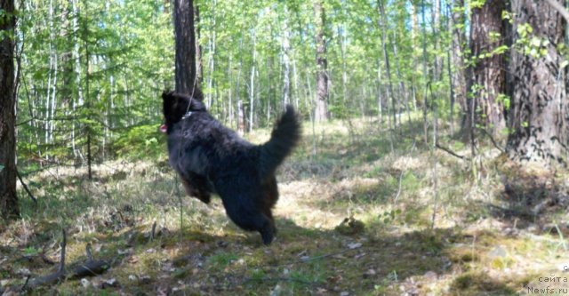 Фото: ньюфаундленд Smigar Volna Uspeha (Смигар Волна Успеха)