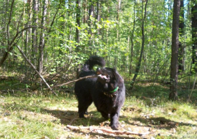 Фото: ньюфаундленд Smigar Volna Uspeha (Смигар Волна Успеха)