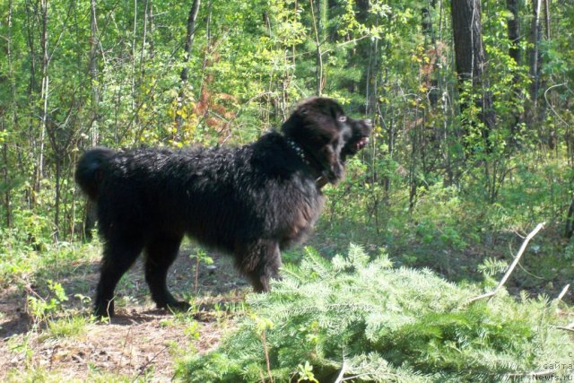 Фото: ньюфаундленд Smigar Volna Uspeha (Смигар Волна Успеха)