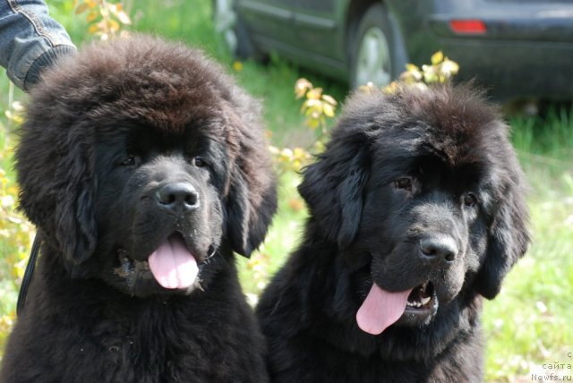 Фотография № 68297