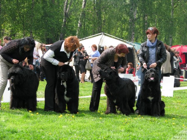 Фото: ньюфаундленд Smigar Nansen Neustrashimy (Смигар Нансен Неустрашимый), ньюфаундленд Smigar Shalovlivy Medved (Смигар Шаловливый Медведь), ньюфаундленд B'yanka Sed'moe CHudo Sveta (Бьянка Седьмое Чудо Света), ньюфаундленд Barbara CHernyiy Bril'yant (Барбара Черный Брильянт)