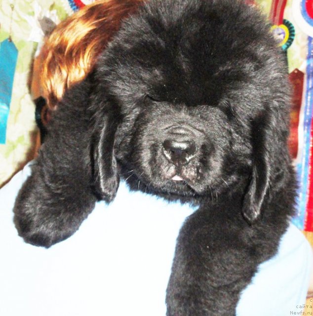 Фото: ньюфаундленд Beguschaya po Volnam Zurbagan (Бегущая по Волнам Зурбаган)