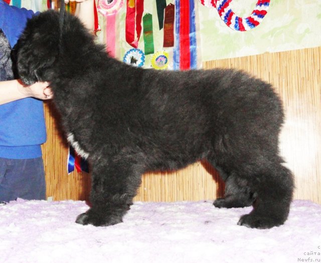 Фото: ньюфаундленд Beguschaya po Volnam Zurbagan (Бегущая по Волнам Зурбаган)