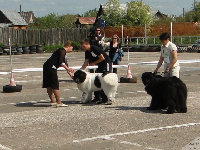 Фото: ньюфаундленд Akvian Song Zefir (Аквиан Сонг Зефир), ньюфаундленд Baryishnya (Барышня)