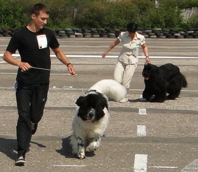 Фото: ньюфаундленд Akvian Song Zefir (Аквиан Сонг Зефир), ньюфаундленд Baryishnya (Барышня)