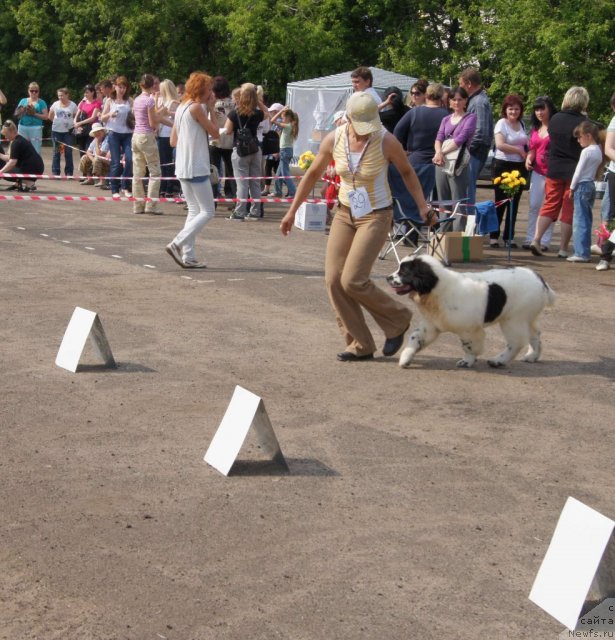 Фото: ньюфаундленд Sent Djons Carevna Lebed (Сент Джонс Царевна Лебедь)