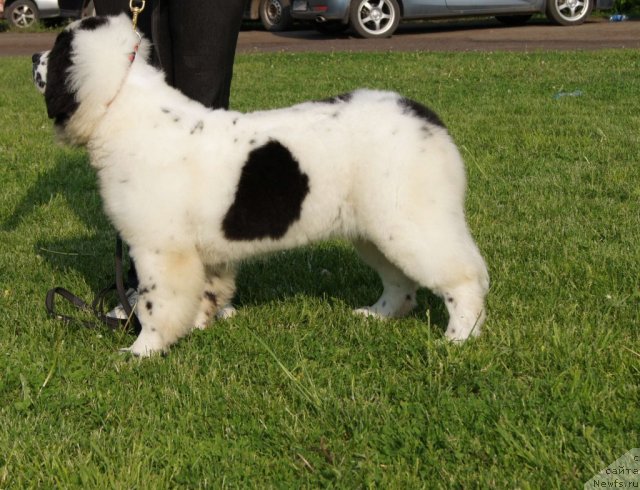 Фото: ньюфаундленд Sent Djons Carevna Lebed (Сент Джонс Царевна Лебедь)