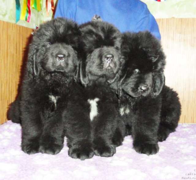 Фото: Бегущая по волнам ЗУМ ЗУМ, ЗУРБАГАН, ЗЕРО КУЛ