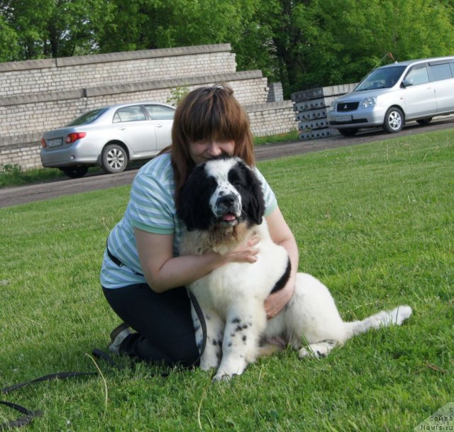 Фото: ньюфаундленд Sent Djons Carevna Lebed (Сент Джонс Царевна Лебедь), Natal'ya Borisova (Наталья Борисова)