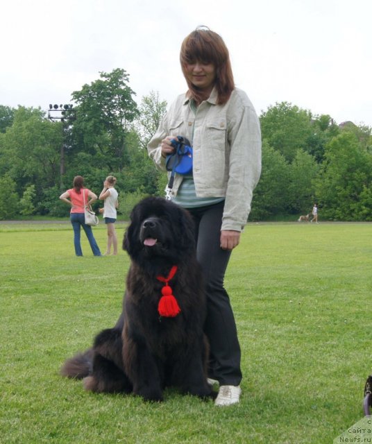 Фото: ньюфаундленд Sent Djons Ulrika (Сент Джонс Ульрика), Natal'ya Borisova (Наталья Борисова)