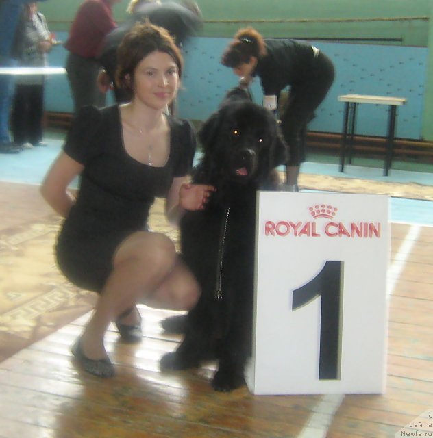 Фото: ньюфаундленд Ih Visochestvo Viola Zhanmonika (Их Высочество Виола Жанмоника)