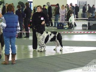 Фото: ньюфаундленд Plushevaya Panda Debra (Плюшевая Панда Дэбра)