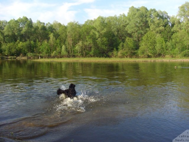 Фото: ньюфаундленд Baryishnya (Барышня)