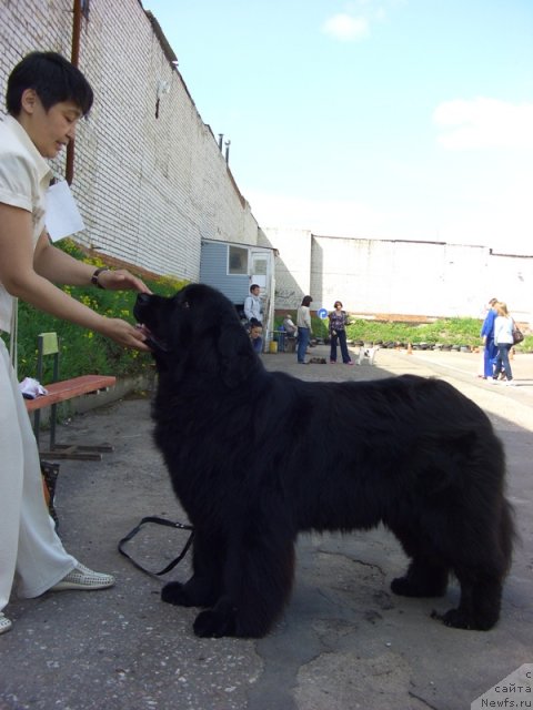 Фото: ньюфаундленд Baryishnya (Барышня), Галия