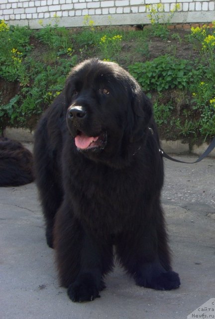 Фото: ньюфаундленд Baryishnya (Барышня)