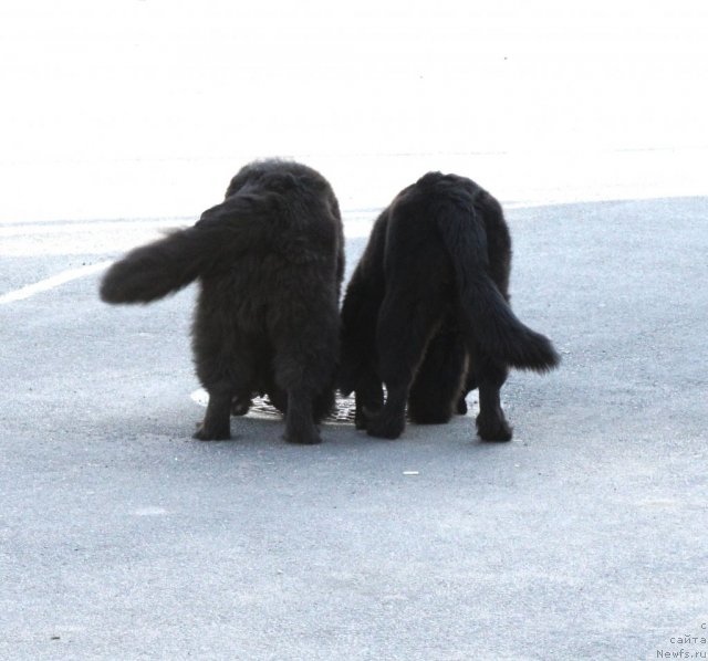 Фото: ньюфаундленд Smigar Galaxsy Shall Win (Смигар Галакси Шелл Вин), ньюфаундленд Ohoi's Jet Set